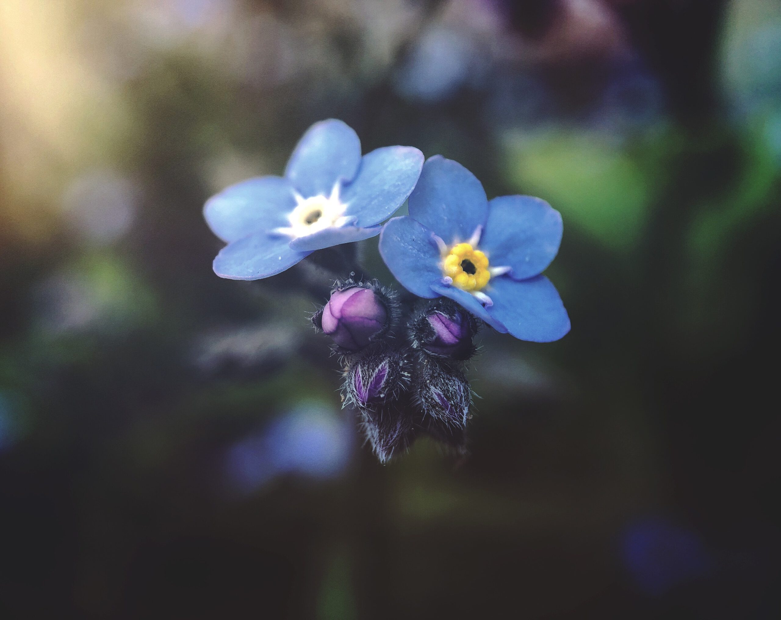 Fioletowy kwiat cyklamenu ogrodowego