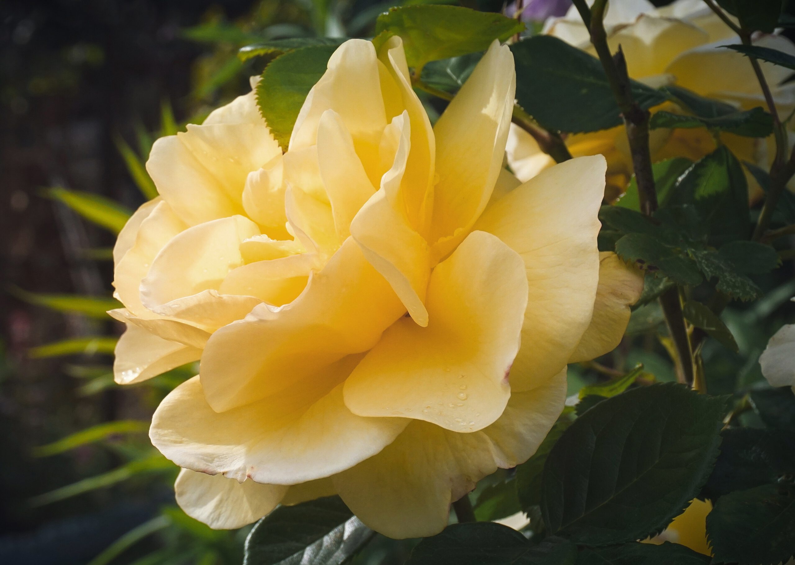 Żółty kwiat róży ogrodowej